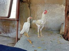 big height patha with pure white hen