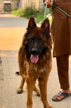 long coat gsd