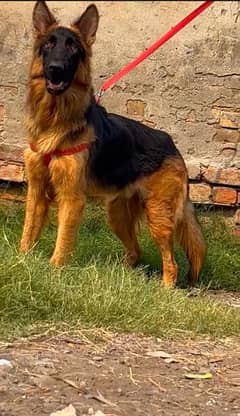 German shepherd dubL curt male 12 month for sale cargo available