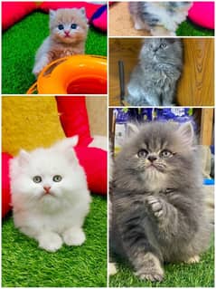 Persian / Kitten / Triple coat / Cute Cat / Fluffy Cat / small kitten