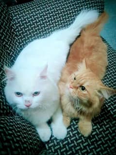 percian Cats Male and female