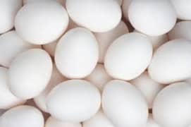 eggs