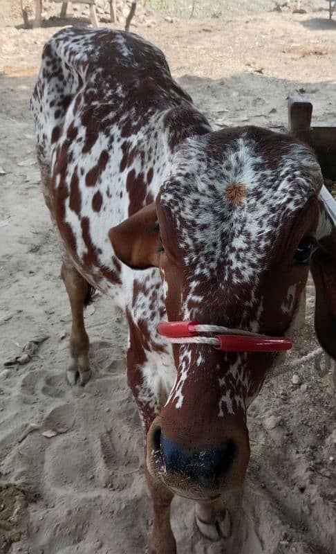 wacha / Dasi bull /cholistani bachra / cow for sale 0