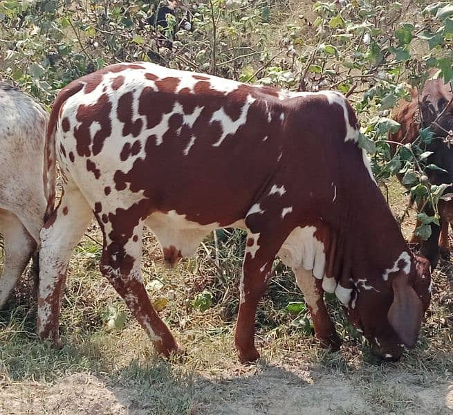 wacha / Dasi bull /cholistani bachra / cow for sale 1