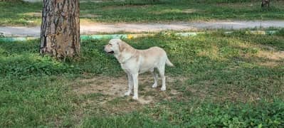 pedigree, well trained English labrador