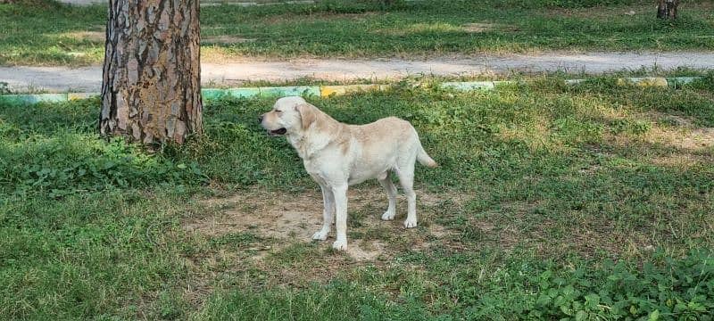 pedigree, well trained English labrador 0