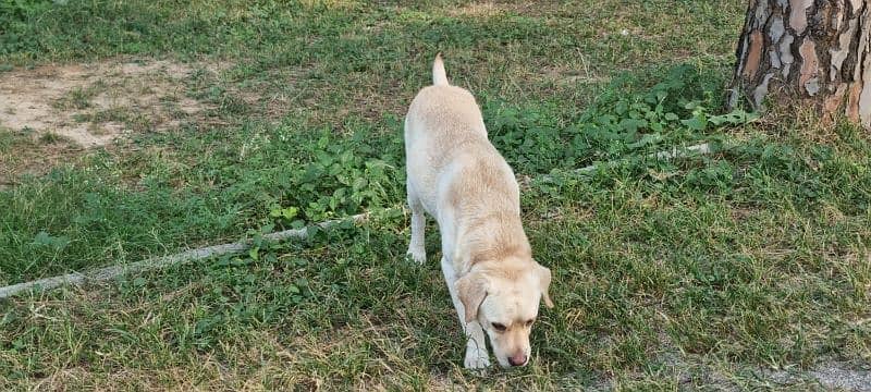 pedigree, well trained English labrador 1