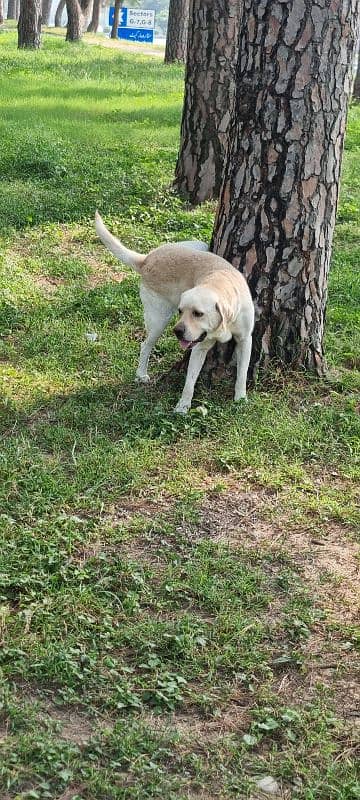 pedigree, well trained English labrador 2