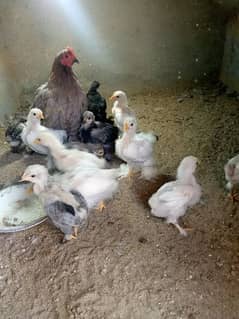 Bantam female with chicks