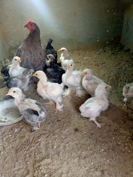 Bantam female with chicks 1