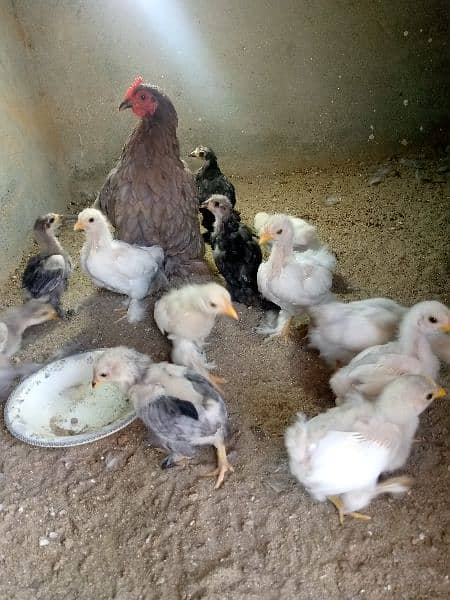 Bantam female with chicks 2