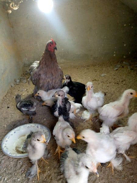 Bantam female with chicks 3