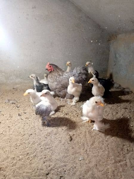 Bantam female with chicks 4