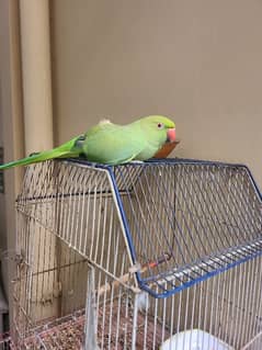 raw parrot with lovebird pair