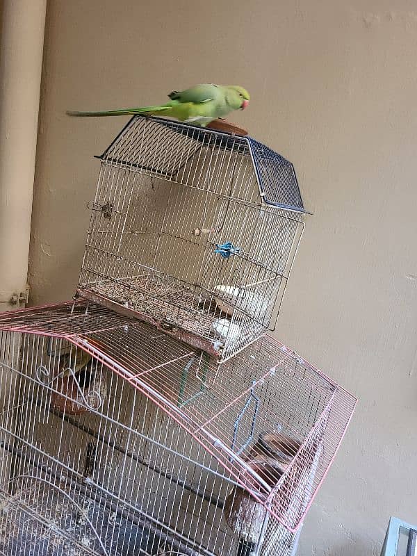 raw parrot with lovebird pair 5