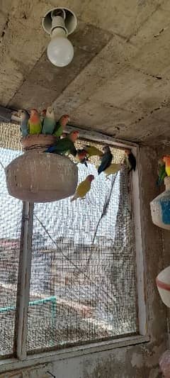 cocktils and lovebirds