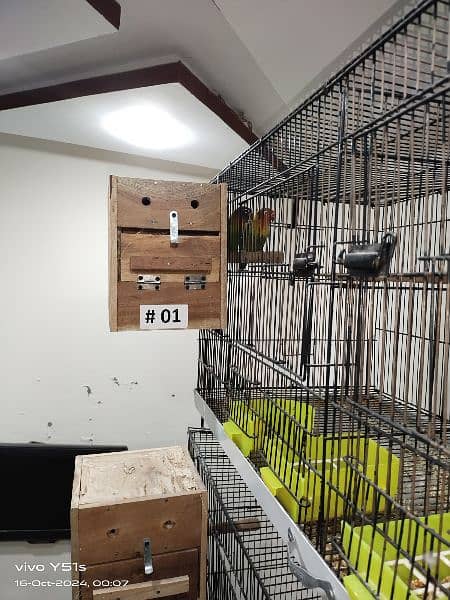 All setup for sale love bird 8 pair egg with cage 2