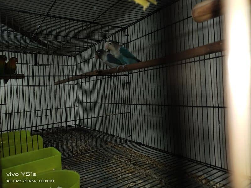 All setup for sale love bird 8 pair egg with cage 3