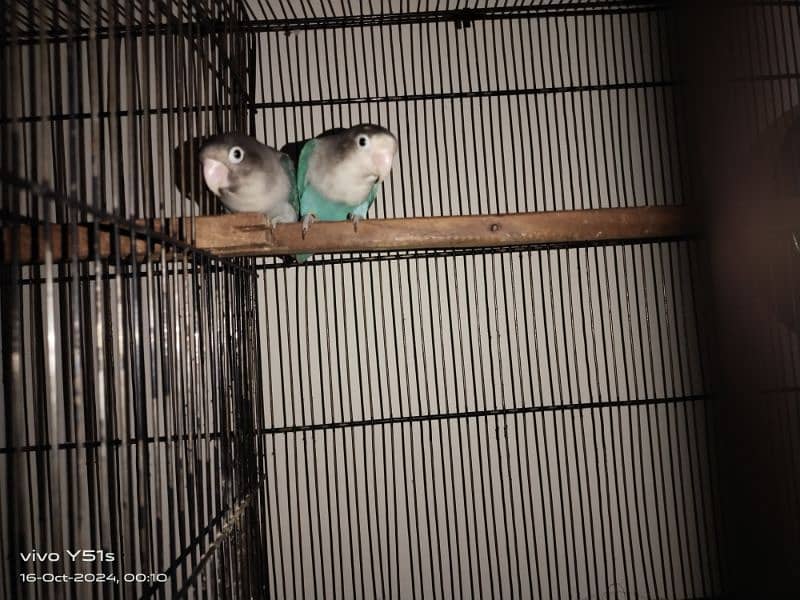 All setup for sale love bird 8 pair egg with cage 4