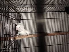 2 pair breeder love bird