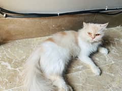 Cat for sale persian breed