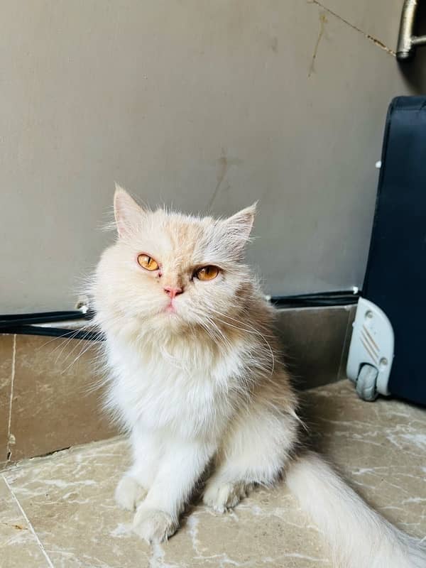 Cat for sale persian breed 1