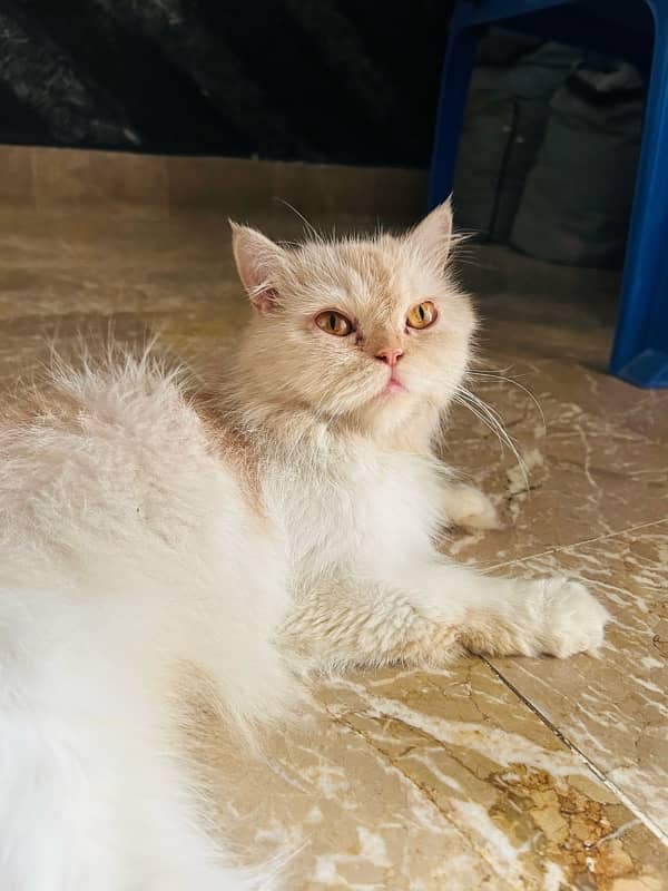 Cat for sale persian breed 2