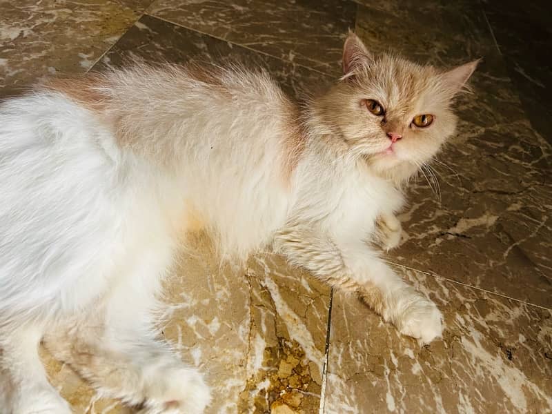 Cat for sale persian breed 3