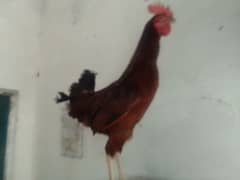 Desi hen pair 0304-6522924