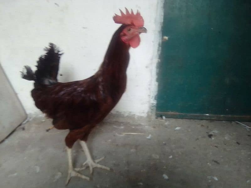 Desi hen pair 0304-6522924 1