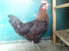 Desi hen pair 0304-6522924