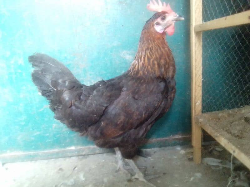 Desi hen pair 0304-6522924 2