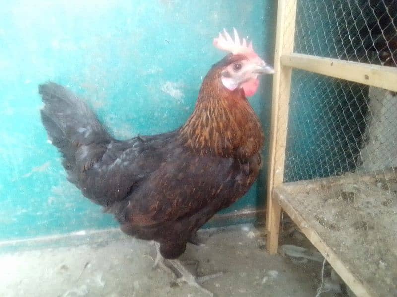 Desi hen pair 0304-6522924 3