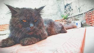 blackish colour cat for sale