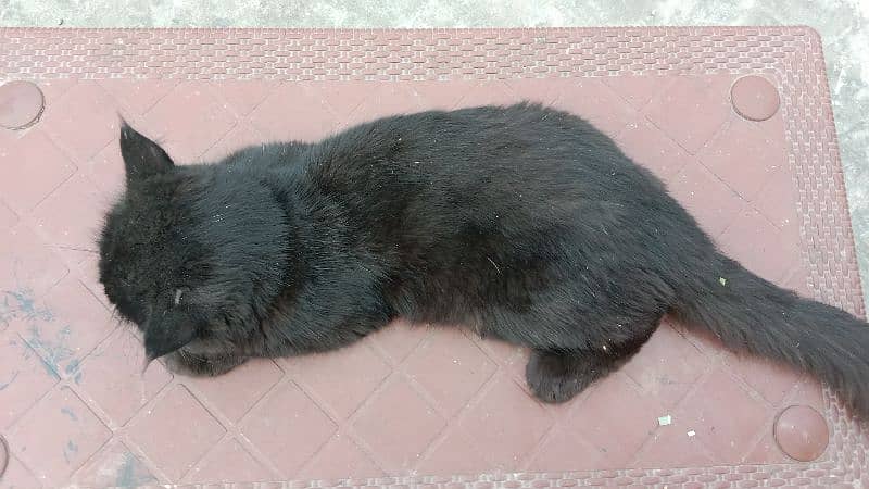 blackish colour cat for sale 5