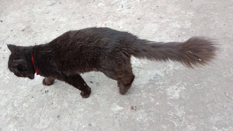 blackish colour cat for sale 6