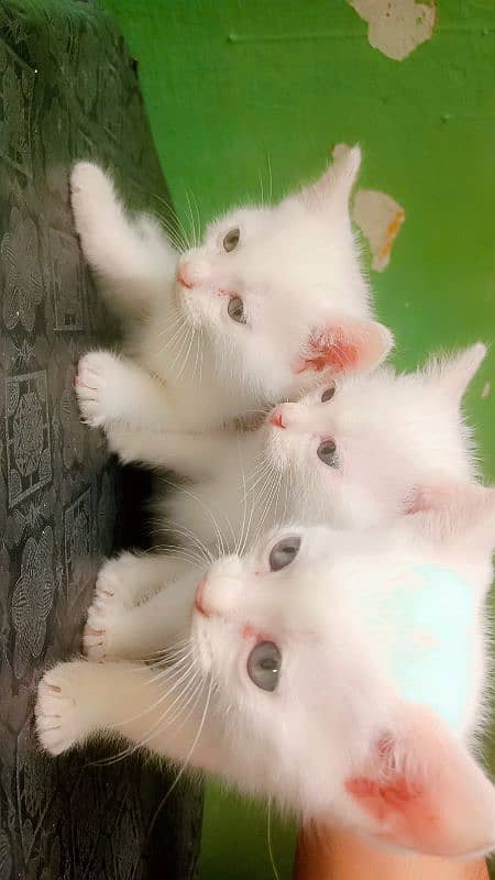 Persian kittens 0