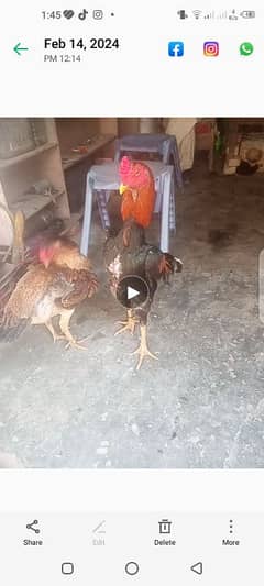 selling hen 0