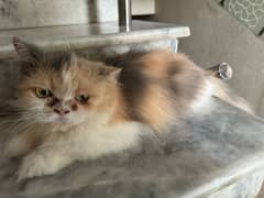 Punch face Persian adult cat