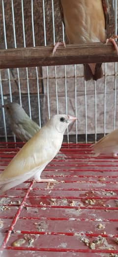 lady Goldain Chicks and female available