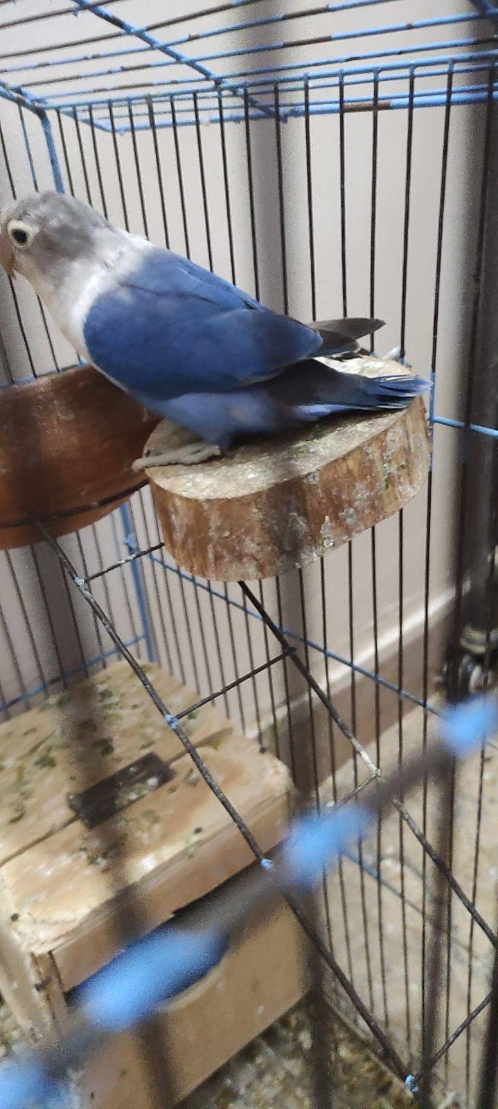 Love Bird pair with Cage 3