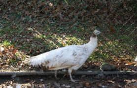 Jawa peacock female only