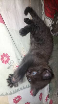 Persian cat. Hy 2 female sells