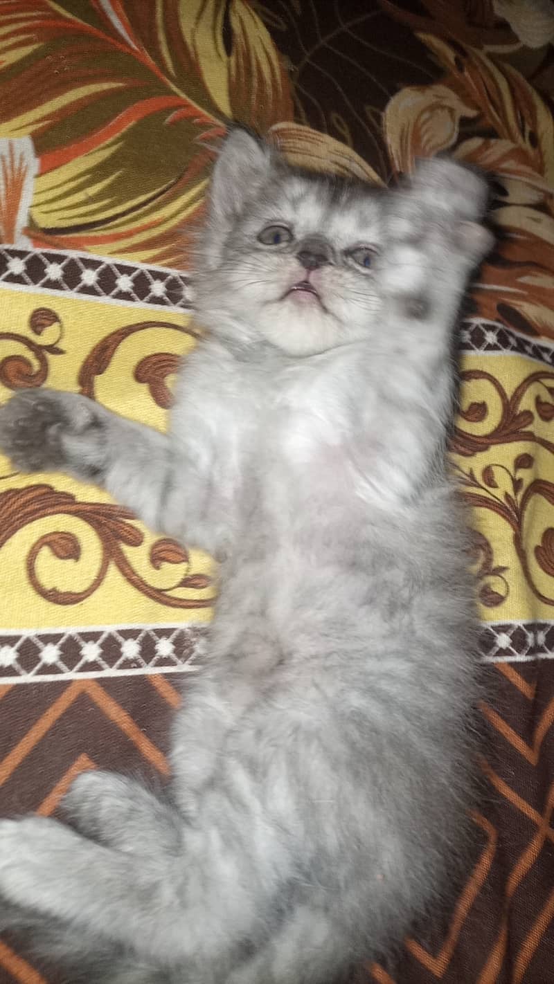 Persian cat. Hy 2 female sells 5