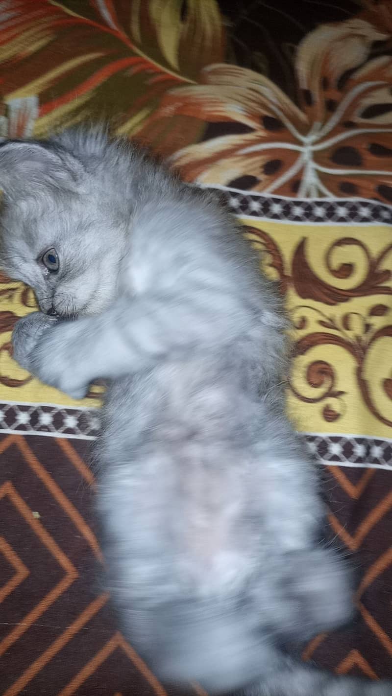 Persian cat. Hy 2 female sells 6