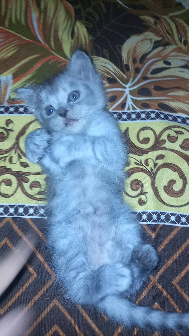 Persian cat. Hy 2 female sells 7