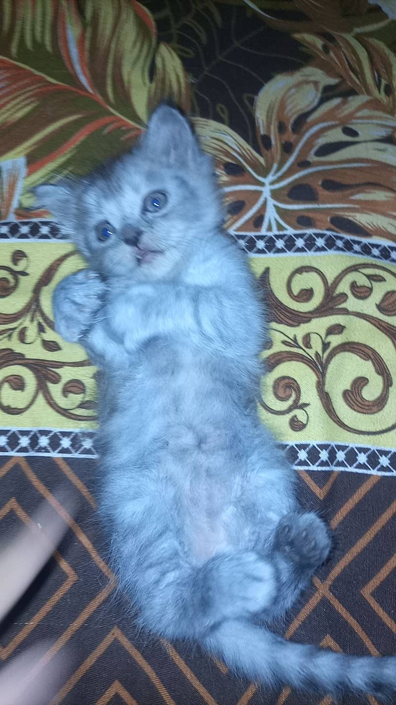 Persian cat. Hy 2 female sells 8