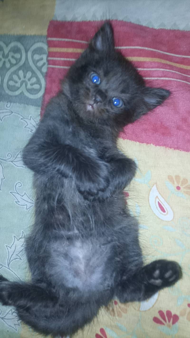 Persian cat. Hy 2 female sells 9