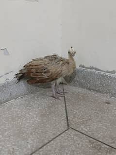 Blue shoulder peacock chick