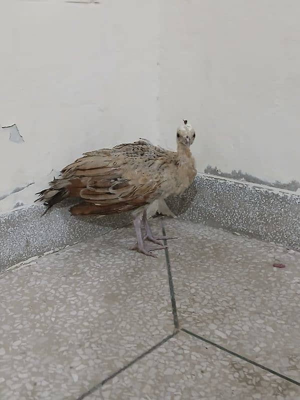 Blue shoulder peacock chick 0